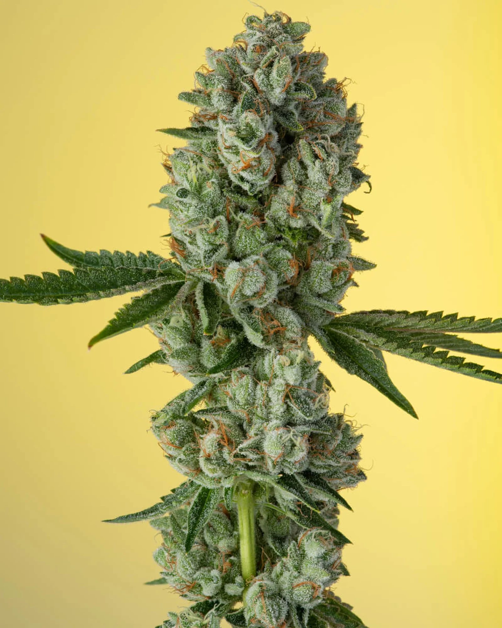 Khalifa Kush flower view 1