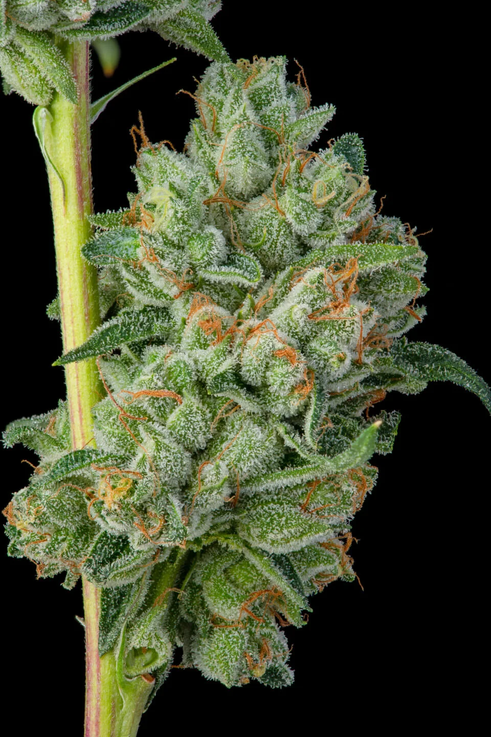 Khalifa Kush flower view 2