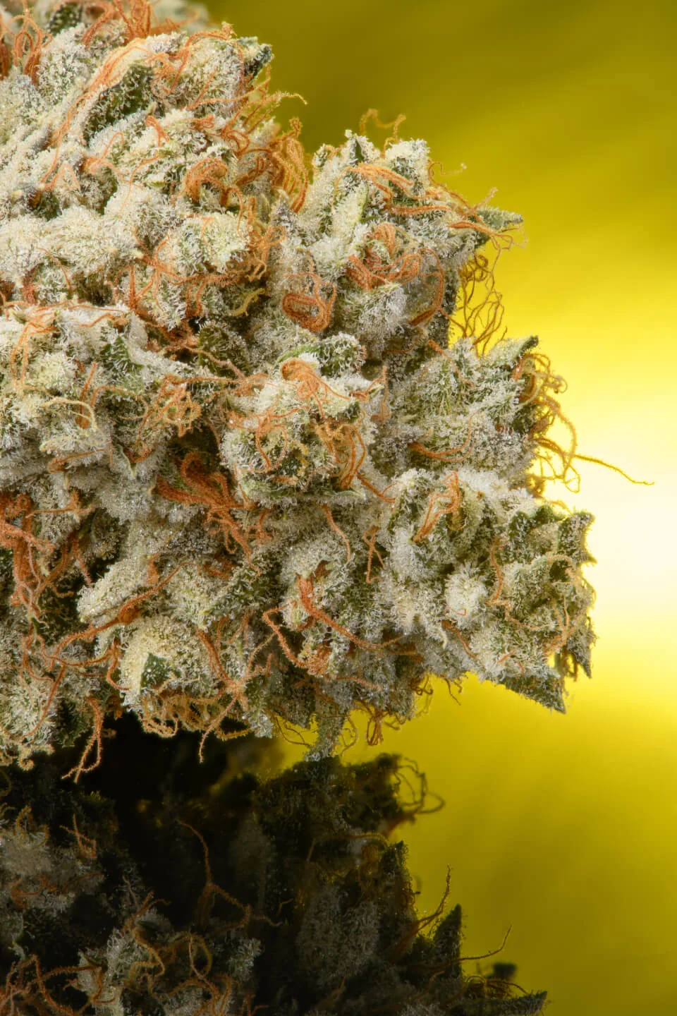 Khalifa Kush flower view 3