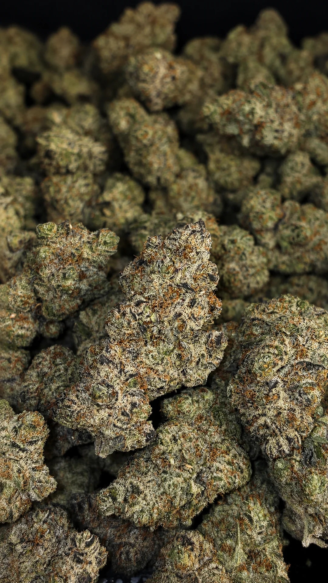 Detailed dried cannabis flower